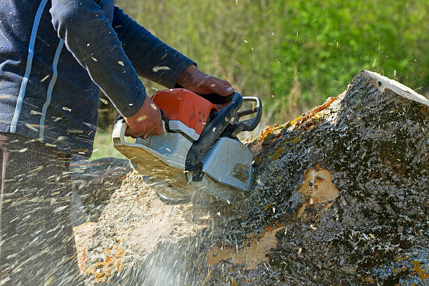 Best Storm Damage Tree Cleanup  in Woodstock, GA