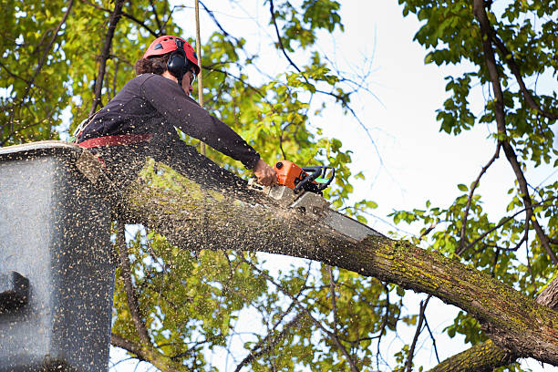 Best Utility Line Clearance  in Woodstock, GA